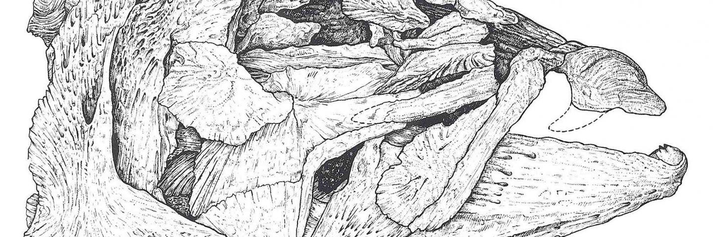 Spike-toothed salmon skull and tooth drawing