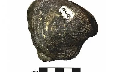Clam, side two
