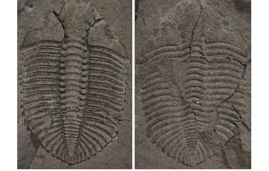 Cheirurid