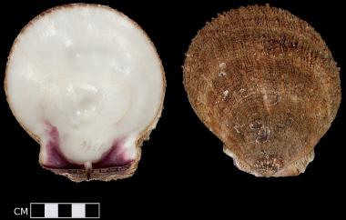 Rock Scallop