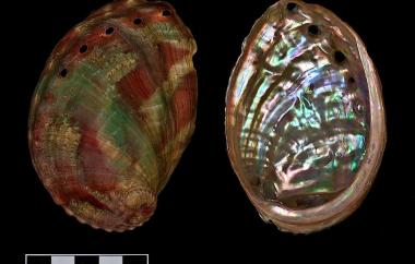 Pinto Abalone