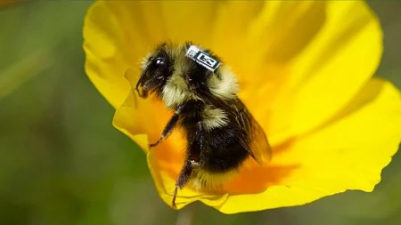 a bee with a qr code