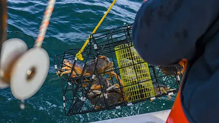 off a boat in the ocean, a cage consists of crabs 