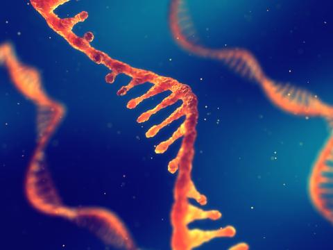 Orange RNA strands on a blue background.