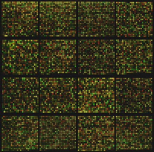 A mouse cDNA microarray containing approximately 8,700 gene sequences 