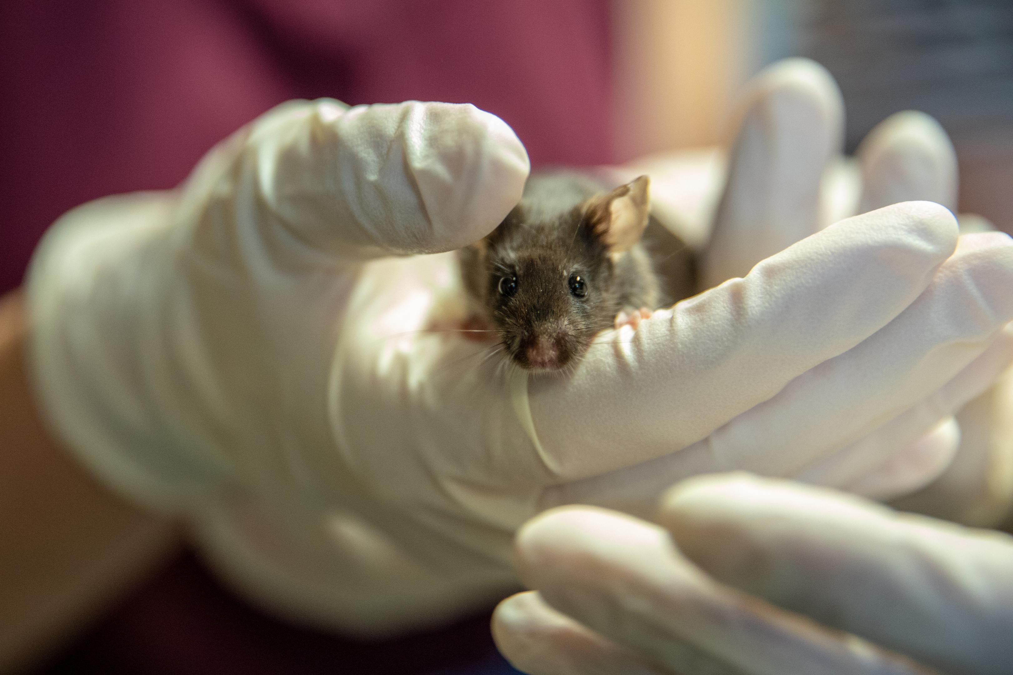 A small mouse is gently held in two cupped hands.
