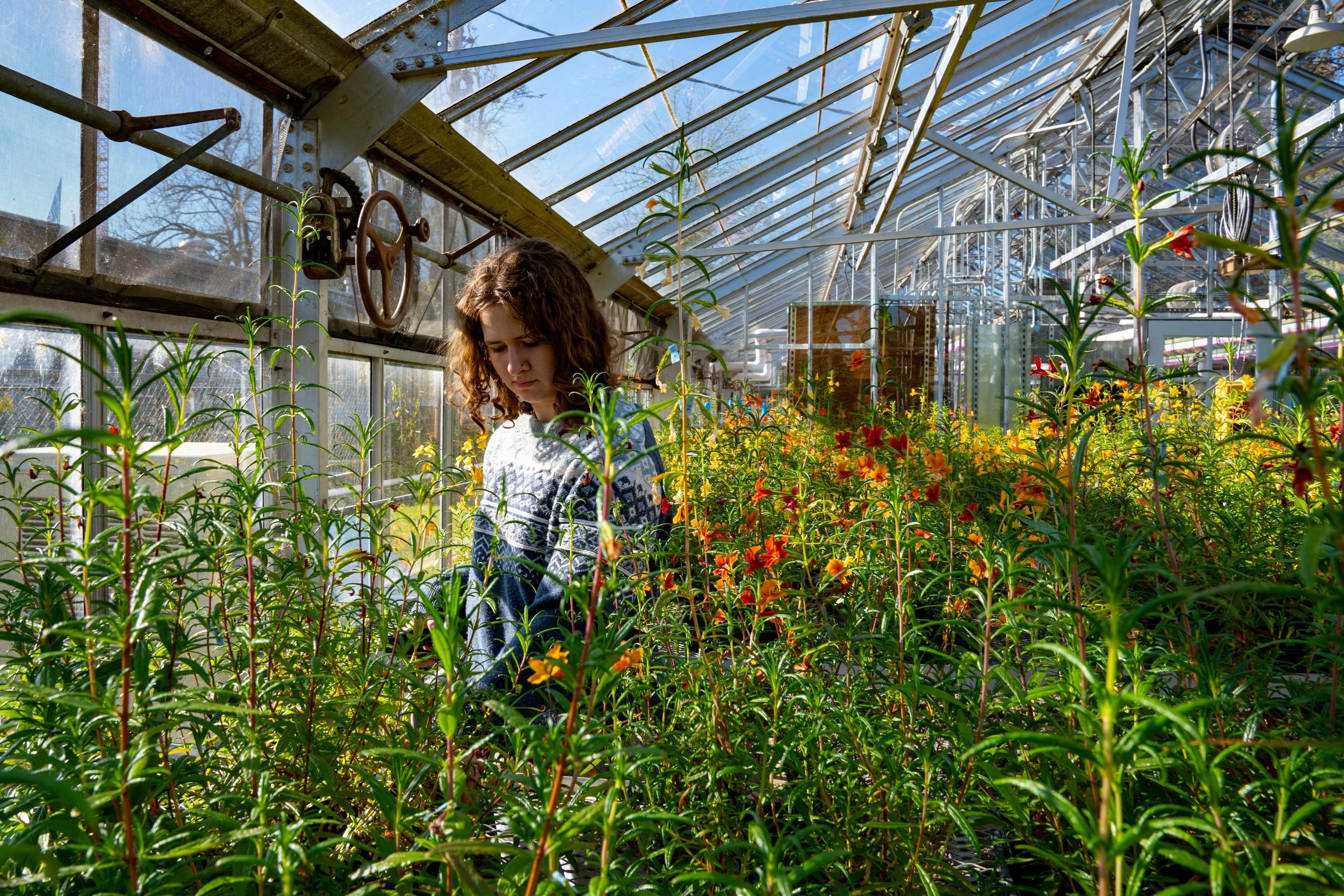 An undergraduate student waters research crops at the University of Oregon’s Research Greenhouse facilities.