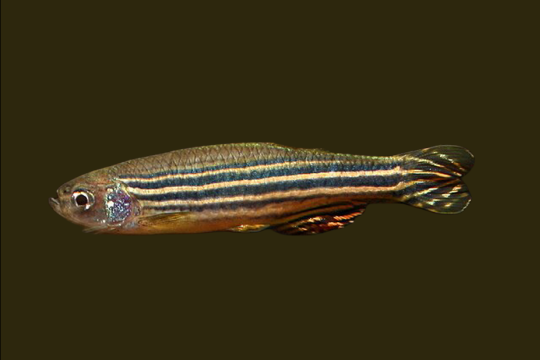 A zebrafish.