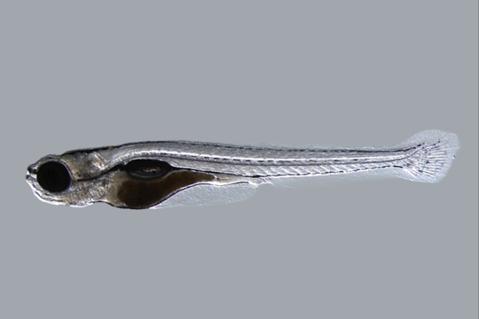 A transparent zebrafish. 