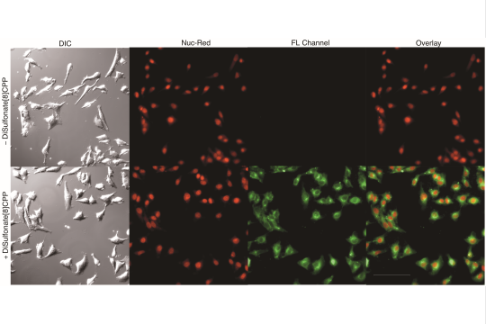 A series of micrographs of cells in the presence and absence of a representative nanohoop compound.