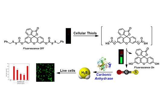 A schematic of a method of using a representative compound embodiment.