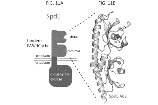 A schematic of SpdE protein domains relative to bacterial inner membrane.