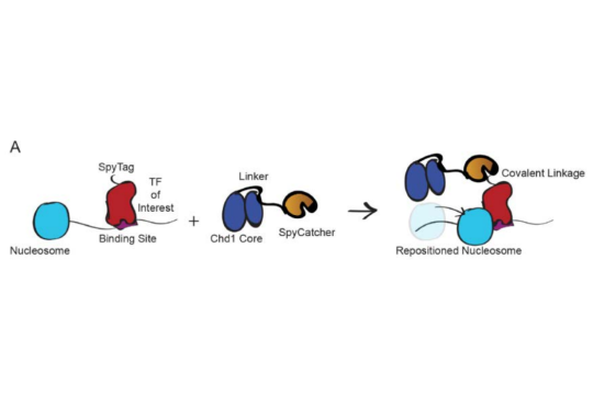 A schematic diagram showing an exemplary embodiment of protein purification utilizing a modified SpyCatcher-SpyTag system.