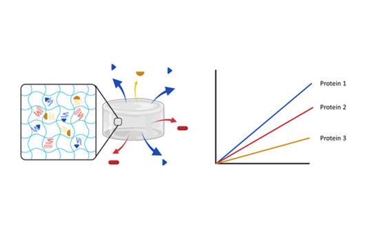 Protein release from hydrogels.
