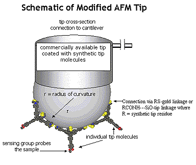 Schematic of Modified AFM Tip