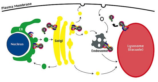 V-ATPase complexes