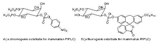 phosphatidylinositol-specific phospholipase C (PI PLC) enzymes