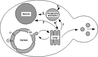 yeast endomembrane pathways
