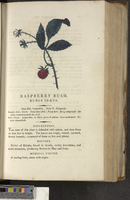 Raspberry