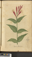 Carolina pinkroot