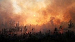 sky filled with wildfire smoke above forest