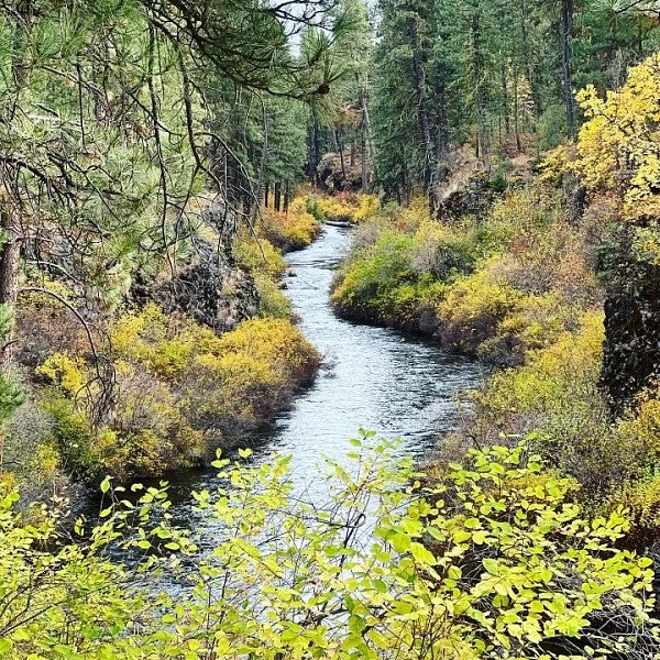 river through forest