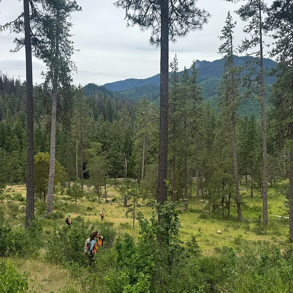 2026 field crew surveying culturally modified trees. photo credit Heidi Thalman