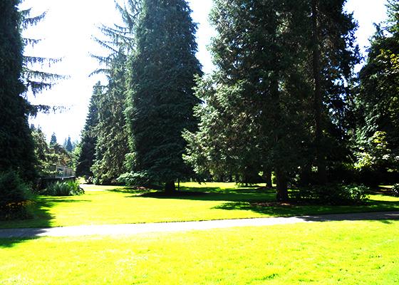 Pioneer Father Lawn