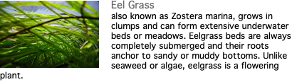 ﷯Eel Grass also known as Zostera marina, grows in clumps and can form extensive underwater beds or meadows. Eelgrass beds are always completely submerged and their roots anchor to sandy or muddy bottoms. Unlike seaweed or algae, eelgrass is a flowering plant.