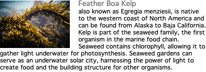 ﷯Feather Boa Kelp also known as Egregia menziesii, is native to the western coast of North America and can be found from Alaska to Baja California. Kelp is part of the seaweed family, the first organism in the marine food chain. Seaweed contains chlorophyll, allowing it to gather light underwater for photosynthesis. Seaweed gardens can serve as an underwater solar city, harnessing the power of light to create food and the building structure for other organisms.