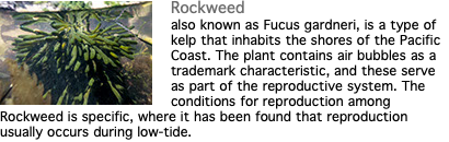 ﷯Rockweed also known as Fucus gardneri, is a type of kelp that inhabits the shores of the Pacific Coast. The plant contains air bubbles as a trademark characteristic, and these serve as part of the reproductive system. The conditions for reproduction among Rockweed is specific, where it has been found that reproduction usually occurs during low-tide.