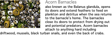 ﷯Acorn Barnacles also known as the Balanus glandula, opens its doors and extend feathers to feed on plankton and detritus when the sea returns to the barnacle’s home. The barnacles close its doors to protect from drying out and potential predators. Acorn barnacles attach to anything hard including driftwood, mussels, black turban snails, and even the back of crabs.