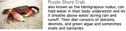 ﷯Purple Shore Crab also known as the Hemigrapsus nudus, can hold water in their body underwater and let it breathe above water during rain and runoff. Their diet consists of diatoms, desmids, and green algae and sometimes snails and barnacles.