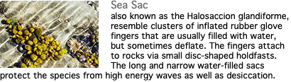 ﷯Sea Sac also known as the Halosaccion glandiforme, resemble clusters of inflated rubber glove fingers that are usually filled with water, but sometimes deflate. The fingers attach to rocks via small disc-shaped holdfasts. The long and narrow water-filled sacs protect the species from high energy waves as well as desiccation.