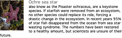 ﷯Ochre sea star also know as the Pisaster ochraceus, are a keystone species. If starfish were removed from an ecosystem, no other species could replace its role, forcing a drastic change in the ecosystem. In recent years 95% of star fish disappeared from the ocean from sea star wasting syndrome. The numbers have been restored to a healthy amount, but scientists are unsure of their future.
