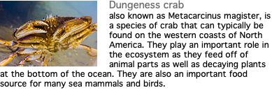 ﷯Dungeness crab also known as Metacarcinus magister, is a species of crab that can typically be found on the western coasts of North America. They play an important role in the ecosystem as they feed off of animal parts as well as decaying plants at the bottom of the ocean. They are also an important food source for many sea mammals and birds.