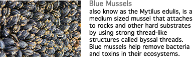 ﷯Blue Mussels also know as the Mytilus edulis, is a medium sized mussel that attaches to rocks and other hard substrates by using strong thread-like structures called byssal threads. Blue mussels help remove bacteria and toxins in their ecosystems.