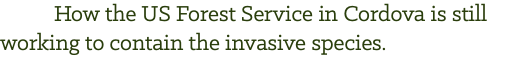 &nbsp;How the US Forest Service in Cordova is still working to contain the invasive species. 