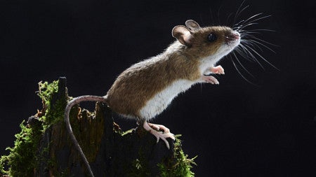 A mouse stands on a stump