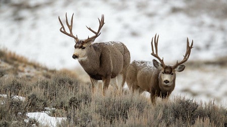 deer with a snowy background