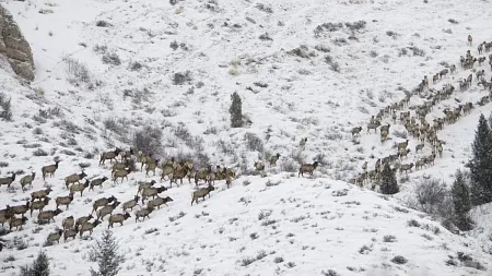 a snowy landscape with elk migrating 