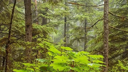 a forest of trees
