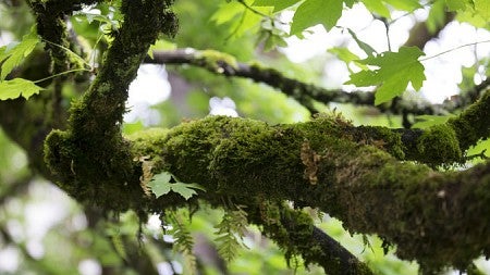 Mossy tree branch