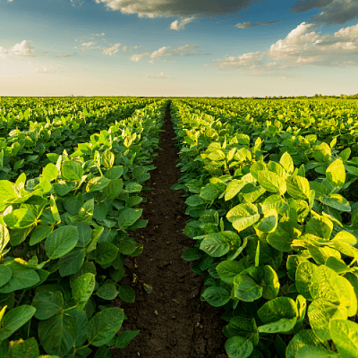 Rows of agricultural plants