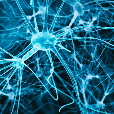 Neuron cluster branching