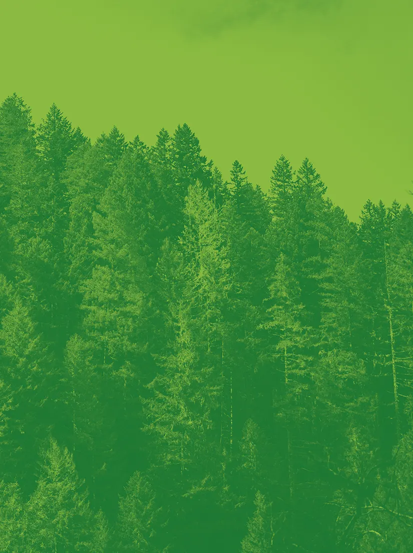 Oregon forest duotone