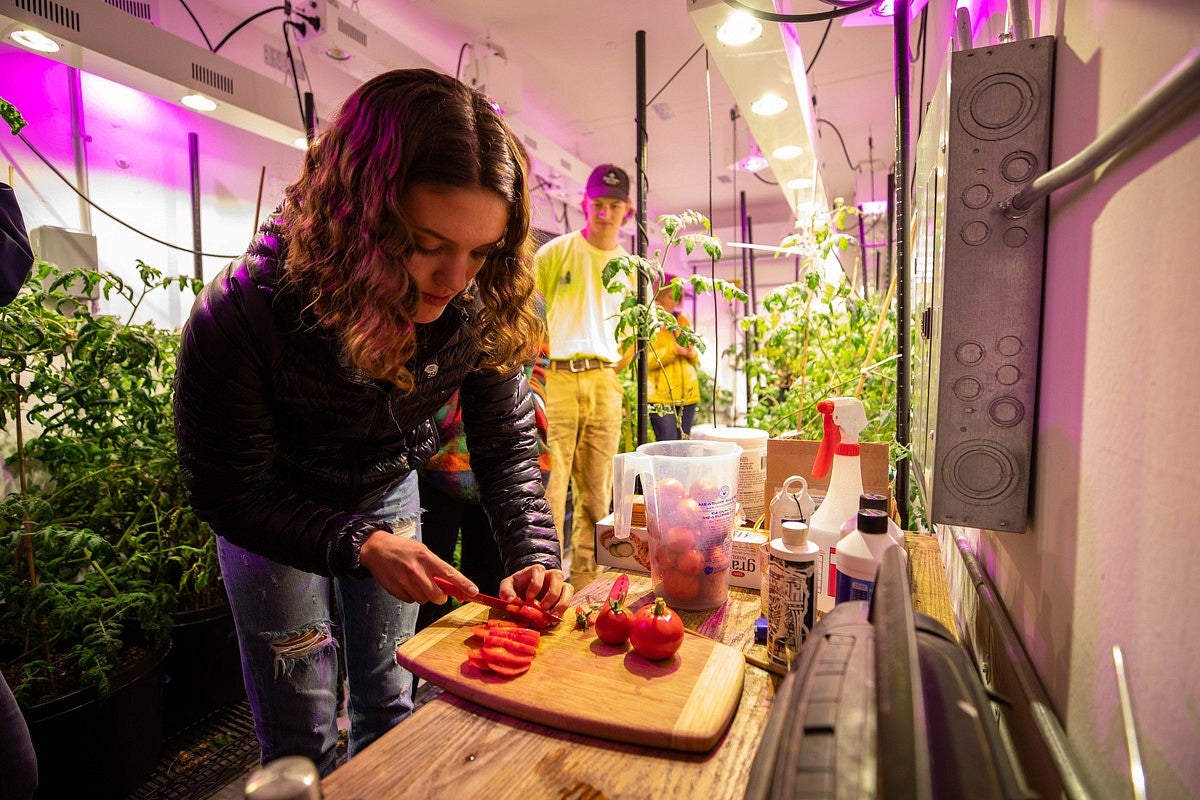 Student cutting a tomato that was grown on campus in a biology research lab