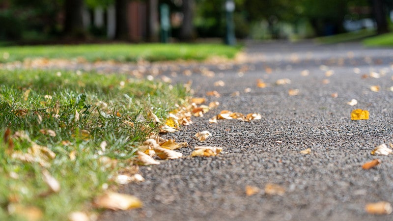 leaves on the ground on campus in the summer