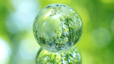 A waterdrop reflects a forest