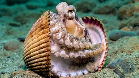 an octopus